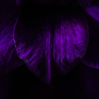 紫色的花瓣
